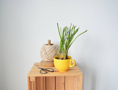 Sarı bardakta muscari, kablo ve makas beyaz kutunun üzerinde.