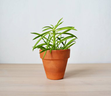 Terracotta 'daki Peperomia ev bitkisi beyaz üzerine ahşap masa.