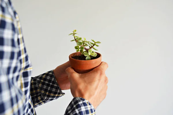 Man Som Håller Portulakaria Afra Variegata House Växt Terrakotta Kruka Stockfoto