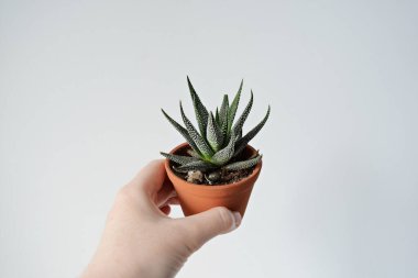 El ele tutuşan haworthia concolor yeşil ev bitkisi kahverengi tencerede beyaz üzerine