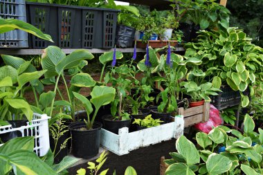 Ahşap ve plastik kutular. Sokakta yeşil bahçe bitkileri var.