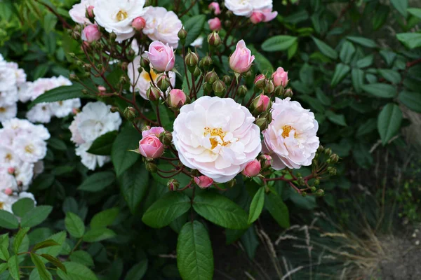 Floraison Rose Clair Jardin Fleurs Buisson Gros Plan — Photo