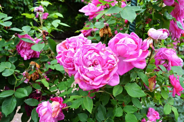 Floração Rosa Flores Jardim Arbusto Closeup — Fotografia de Stock