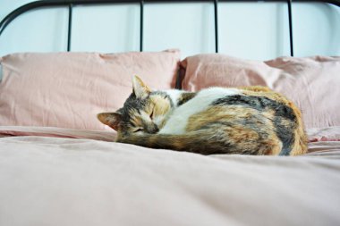 Yatakta pembe keten yastıklar ve battaniyeyle uyuyan bir kedi.