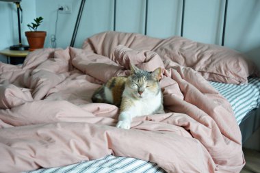 Pembe keten yastıklar, battaniye ve çizgili çarşaflarla dağınık bir yatakta uyuyan pasaklı kedi.