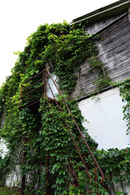 Aşırı büyümüş dokuma bitkileri ve paslı metal merdiveni olan karanlık eski bir ev.