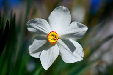 Çiçek açan bir bahçededir o! (derler.) Kapat..