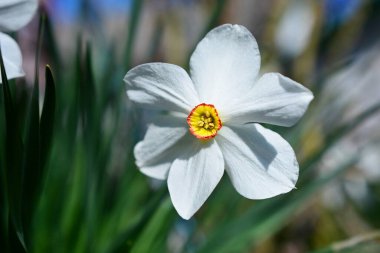Çiçek açan bir bahçededir o! (derler.) Kapat..