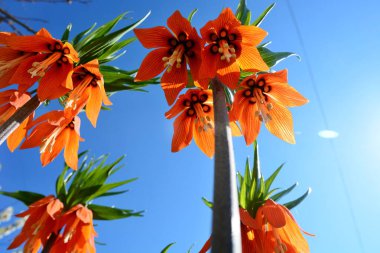 Frittilaria imperialis orange flowers clipart