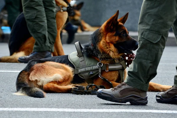 KYIV, UKRAINE - 18 Ağustos - Ukrayna silahlı kuvvetleri, Kyiv 'deki Khreschatyk Caddesi' ndeki Bağımsızlık Günü münasebetiyle düzenlenen askeri geçit törenine katıldı