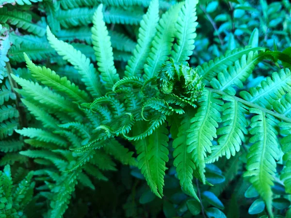 Macro Foto Pétalos Helecho Verde Stock Foto Planta Helecho Floreció — Foto de Stock