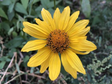 Makro fotoğraf Rudbeckia sarı çiçek. Stok fotoğrafı bitkisi sarı çiçek verir