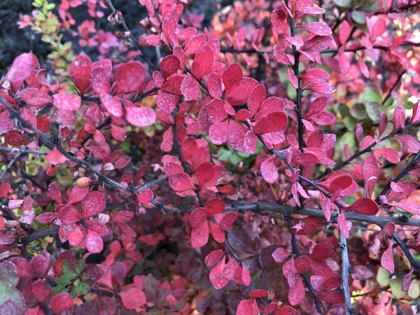 Makro Fotoğraf Menekşe Çiçekleri Stok Fotoğrafı Çalılık Doğa Pembe Çiçekler — Stok fotoğraf