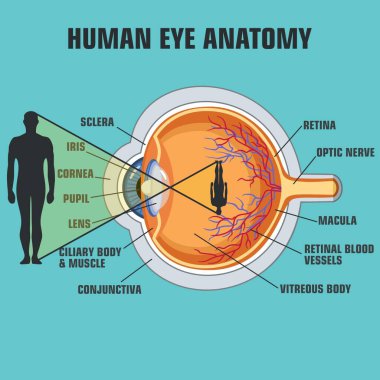 Vektör Eğitimi afiş göz yapısı. İnsan gözü anatomisi posteri
