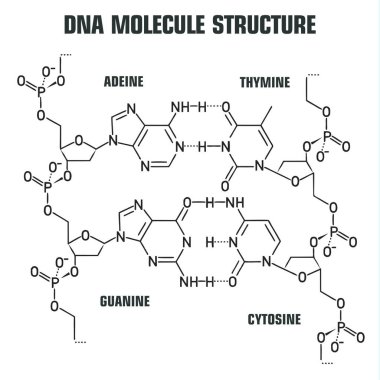 Bilim ikonu DNA molekül yapısı. Resim DNA molekülü