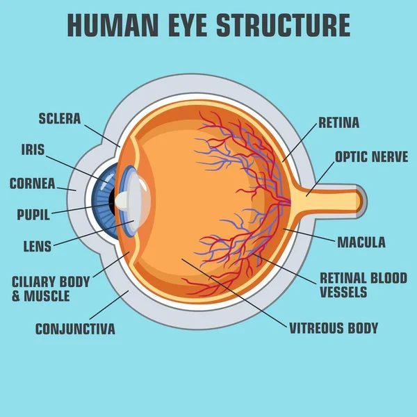 Vetor Educação Poster Estrutura Dos Olhos Imagem Pôster Anatomia Olho —  Vetores de Stock