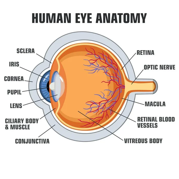 Vetor Educação Poster Estrutura Dos Olhos Imagem Pôster Anatomia Olho —  Vetores de Stock