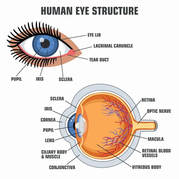 Διανυσματική Εκπαίδευση Αφίσα Δομή Ματιών Εικόνα Αφίσα Ανθρώπινης Ανατομίας Ματιών — Διανυσματικό Αρχείο