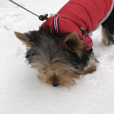 Küçük Yorkshire teriyer köpeği. Şirin Yorkie yavrusu.