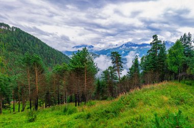 Dağlardaki kozalaklı orman