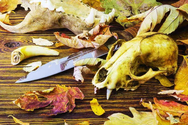 Knife surrounded by animal bones in rotting leaves — Stock Photo, Image