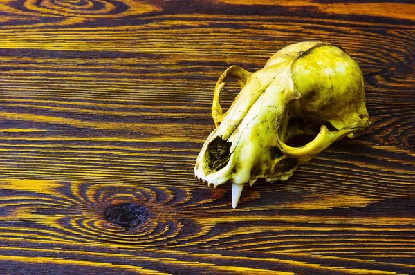 Crânio de um animal em uma mesa de madeira — Fotografia de Stock