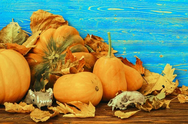 Pumpkins and skulls of animals in the fall foliage — Stock Photo, Image