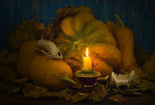 Pumpkins and skulls of animals lit candle — Stock Photo, Image