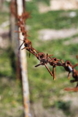Champ de maïs à la récolte