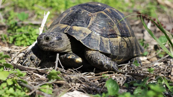 Старі черепахи — стокове фото