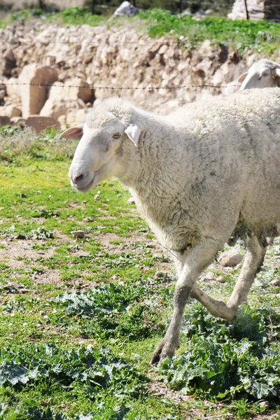 Λευκό πρόβατο Εικόνα Αρχείου