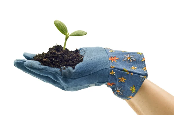 Kiełkować w ręku na sobie rękawice ogrodnicze — Zdjęcie stockowe