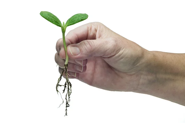 Hand met Sprout met zichtbare wortels — Stockfoto
