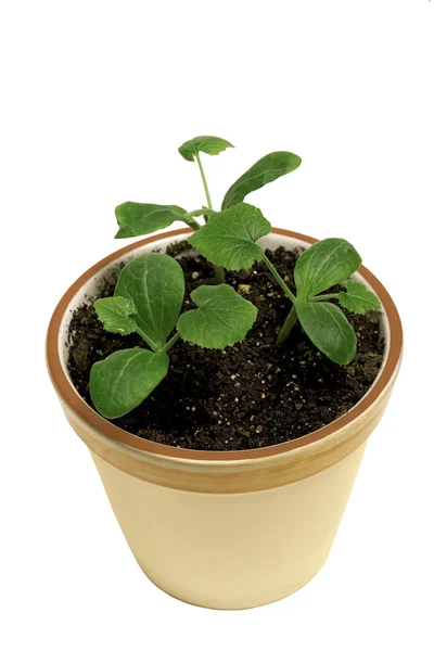 New Growth In Flower Pot — Stock Photo, Image