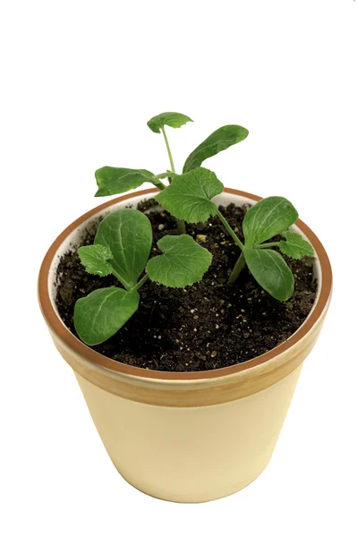 Novo crescimento em vaso de flores — Fotografia de Stock