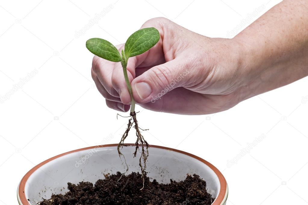 hand holding sprout stock photo whitestar1955 102242400