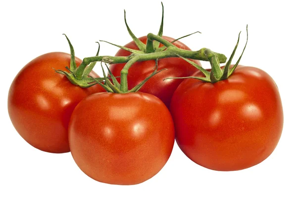 Tomates en la vid aislados en blanco — Foto de Stock