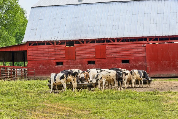 Holstein inekler çiftlikte ahır yanında yemek — Stok fotoğraf