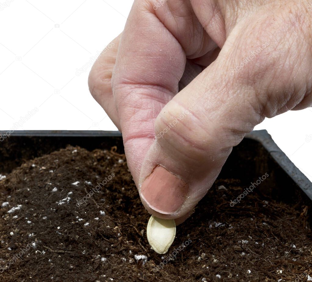 Square close-up shot of an older female hand gently placing a seed into the soil.