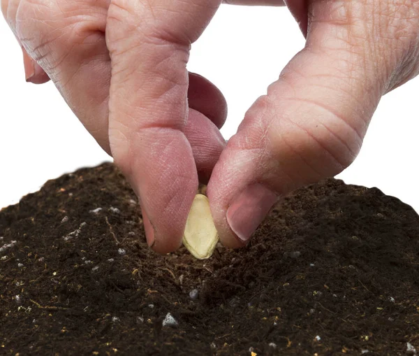 Tiro Horizontal Uma Mão Mais Velha Plantando Uma Semente Legumes — Fotografia de Stock