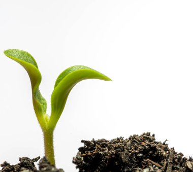 Genç bir filizin yatay görüntüsü. Beyazın üstünde toprak izole edilmiş..