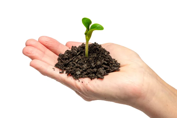 Tiro Horizontal Tres Plantas Jóvenes Calabacín Sostenidas Las Manos Ahuecadas — Foto de Stock