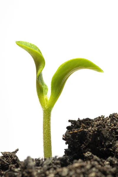 Plan Vertical Jeune Germe Courgette Dans Sol Isolé Sur Blanc — Photo