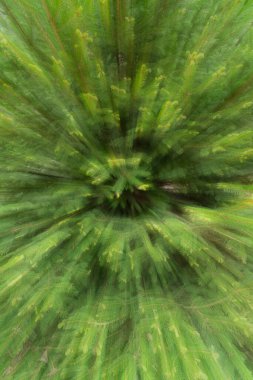 Vertical shot of an evergreen tree background with zoom blur.
