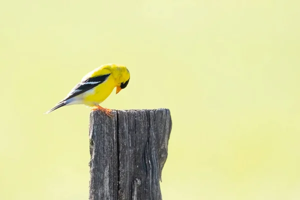 Horizontal shot of a praying yellow bird with copy space.