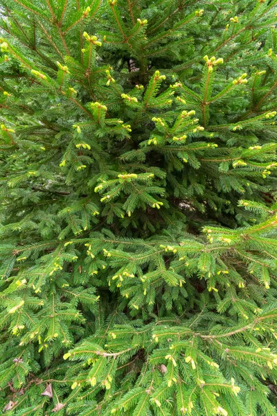Vertical Shot Evergreen Tree Background — Stock Photo, Image