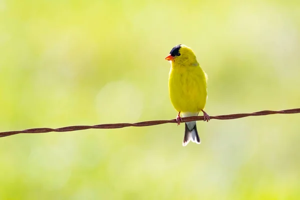 Horizontal Shot Yellow Bird Perched Wire Copy Space — Stok fotoğraf