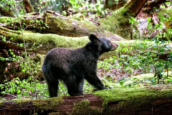 Horizontal Shot Young Smoky Mountains Black Bear Springtime — Stock fotografie