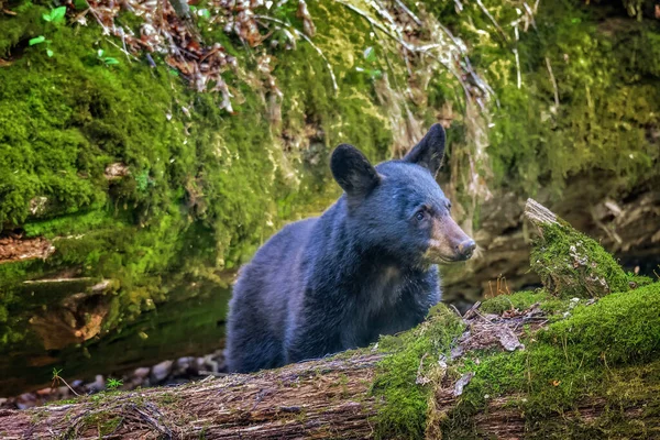 Horizontal Shot Young Smoky Mountains Black Bear Foraging Food — Stock fotografie