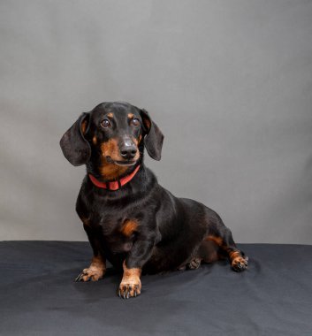 Oturan siyah ve kırmızı bir daksund 'un dikey görüntüsü kırmızı yakalı ve telif uzayı olan gri bir arkaplana karşı.